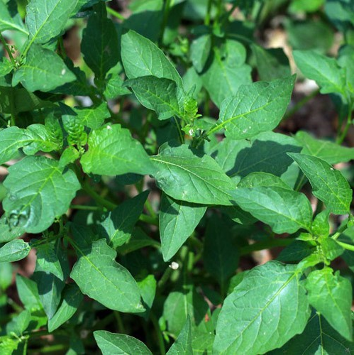 Hạt giống rau tầm bóp